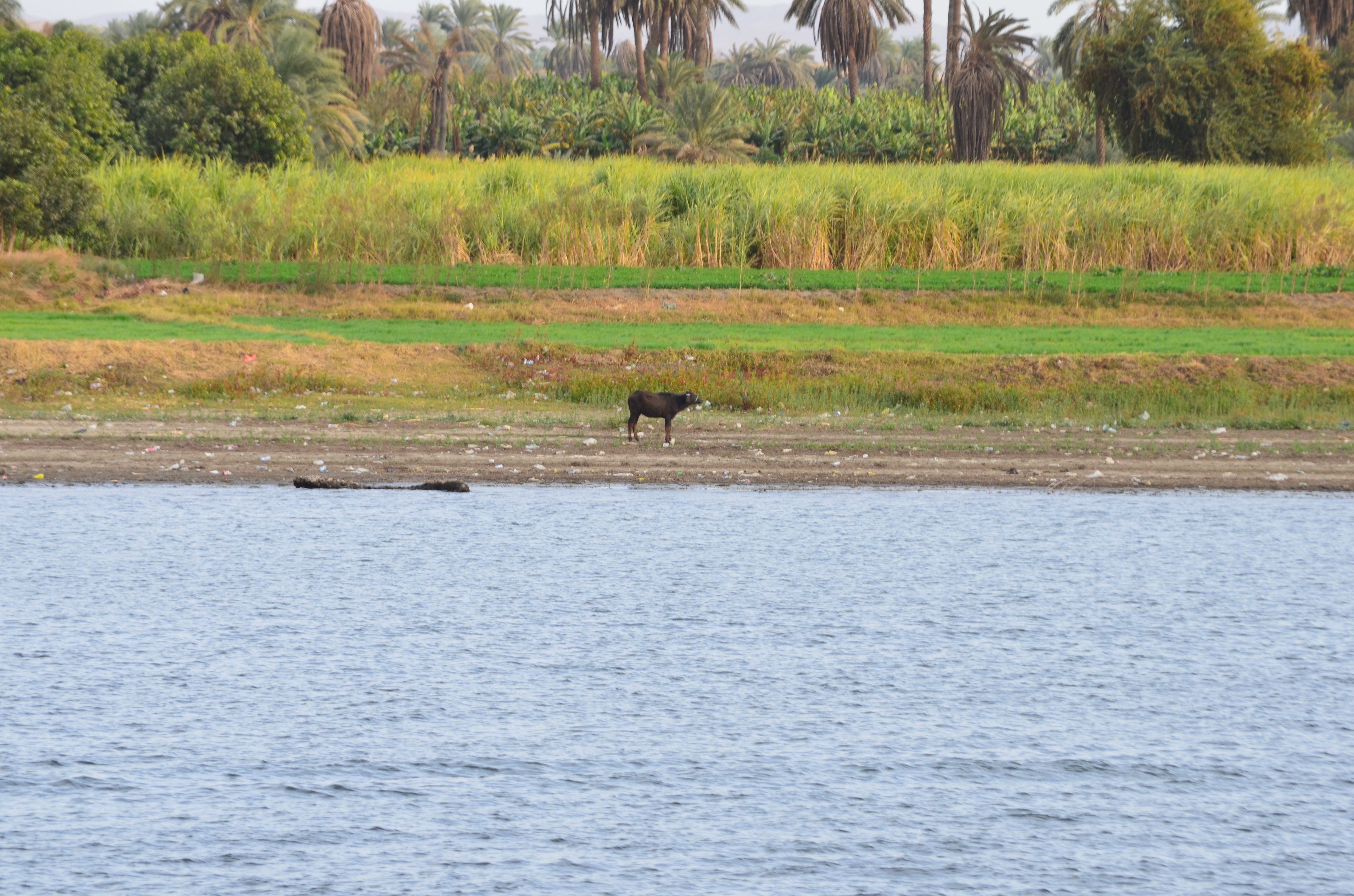 ./2018/16 - Egypt/11 - Edfu/EDSC_0107.JPG